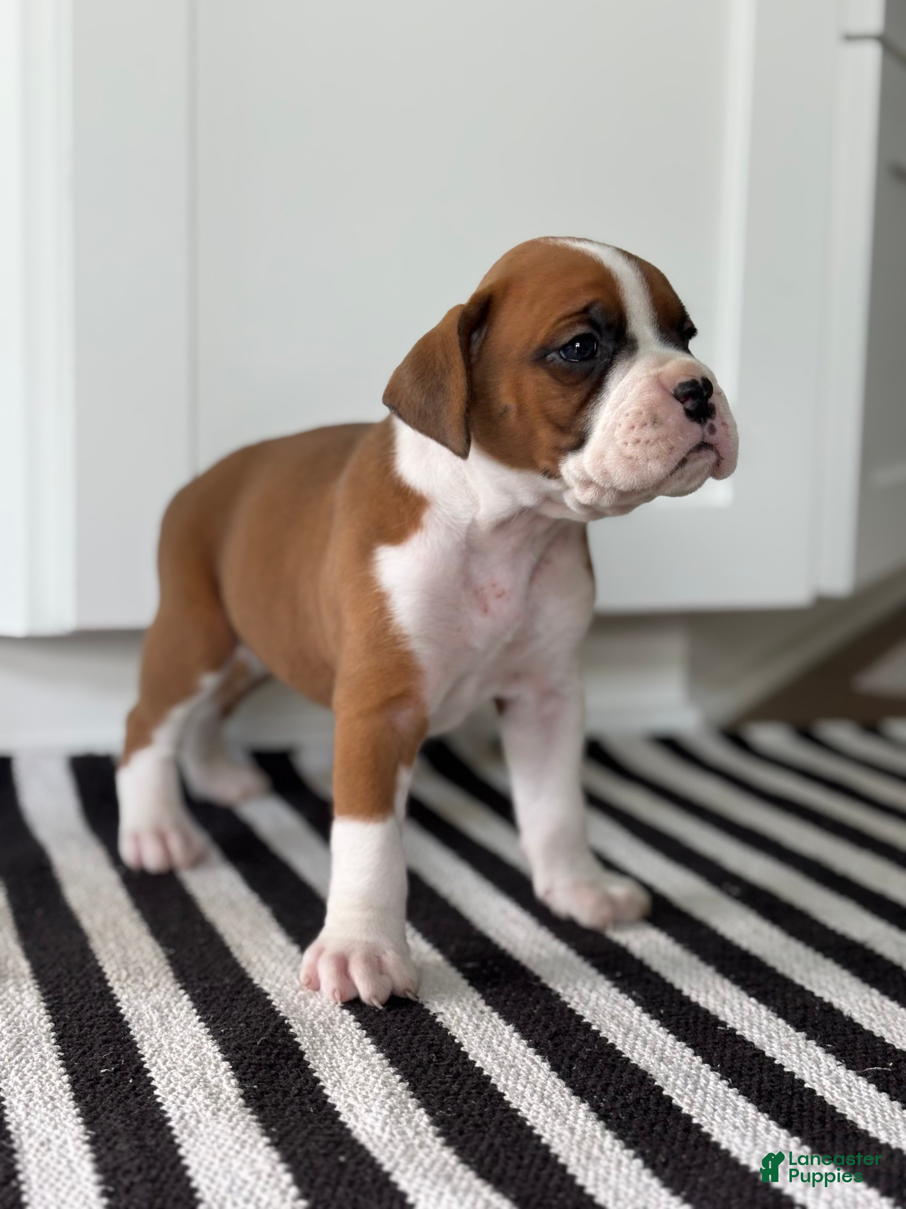 Boxer dogs Stella - Ad 1