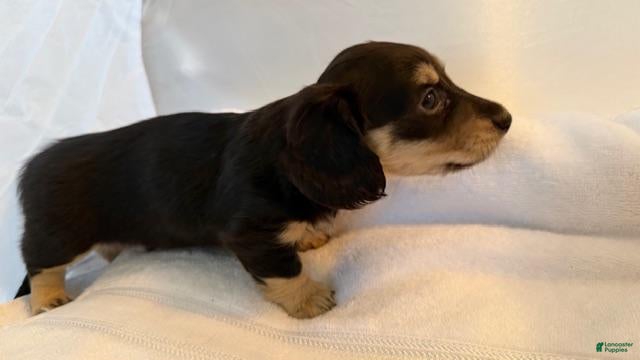 Dachshund dogs Mikey - Ad 1