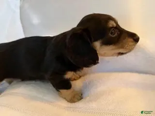 Dachshund dogs for sale: Mikey - Ad 1