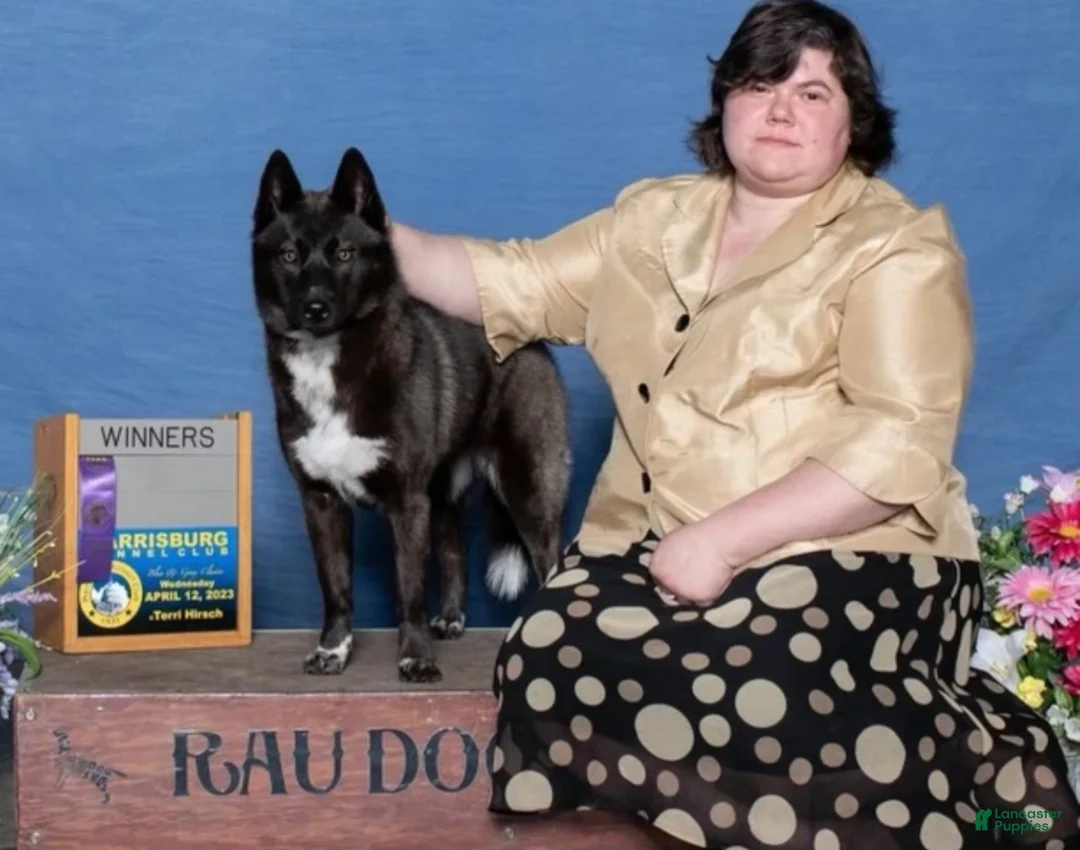 Siberian Husky dogs for sale: Raven - Ad 2