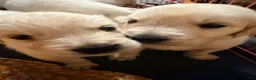 Golden Retriever dogs for sale: Basil - Ad 7