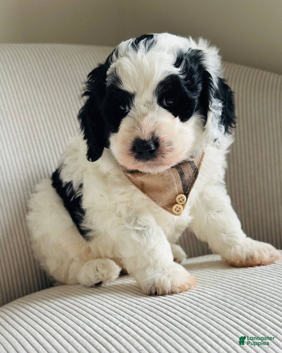 Bernedoodle dogs for sale: Bernedoodle Puppy 1 - Ad 5