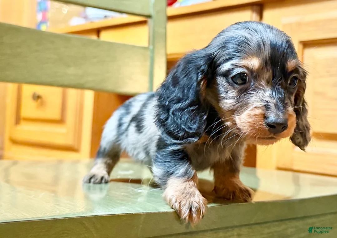 Dachshund dogs for sale: Chocolate mini long coat - Ad 29