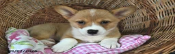 Welsh Corgi Pembroke dogs for sale: Kim  - Ad 3