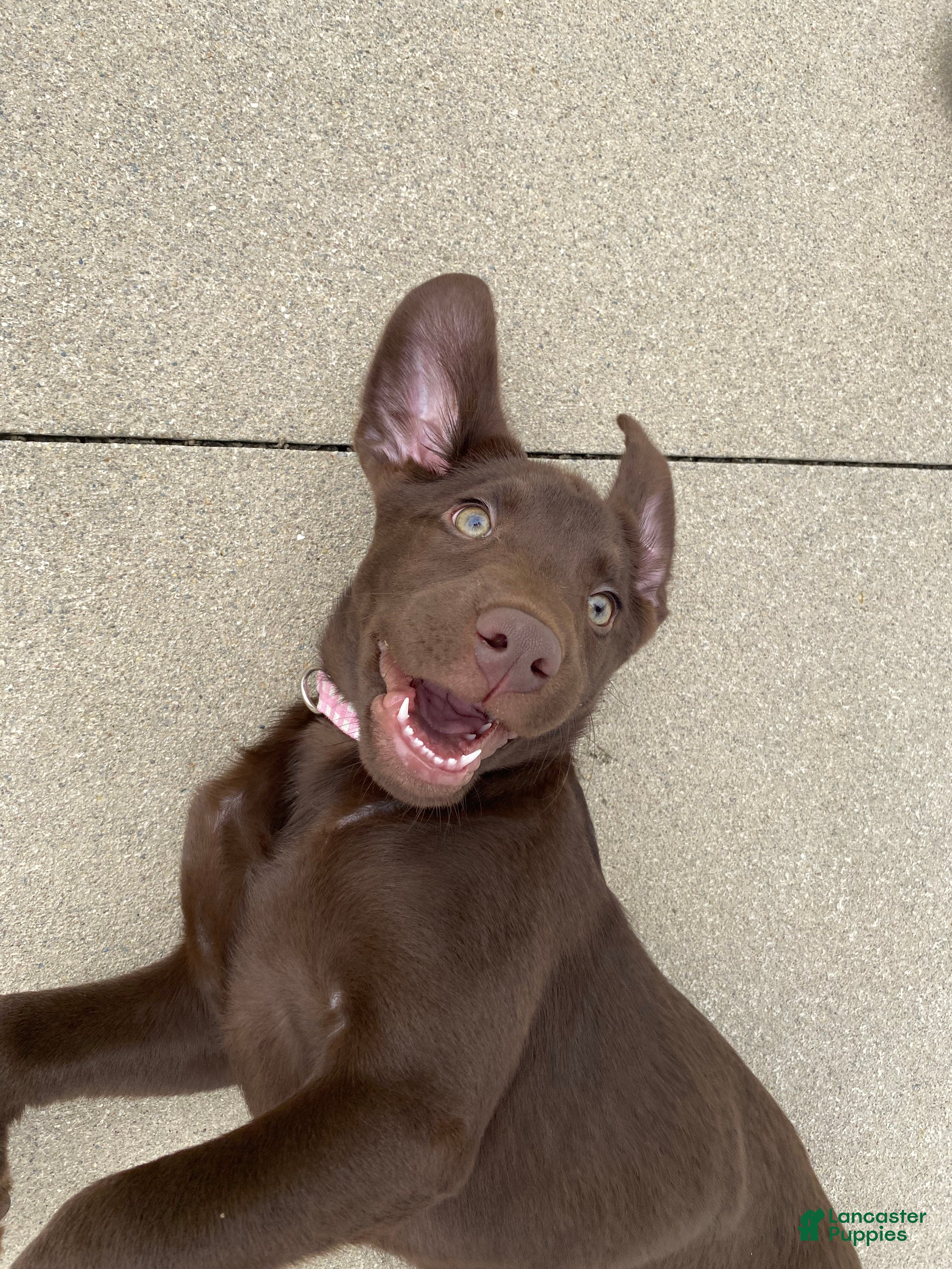 Labrador Retriever dogs Jimmy - Ad 11