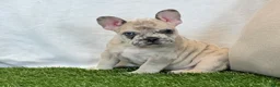 French Bulldog dogs for sale: Duke - Ad 12