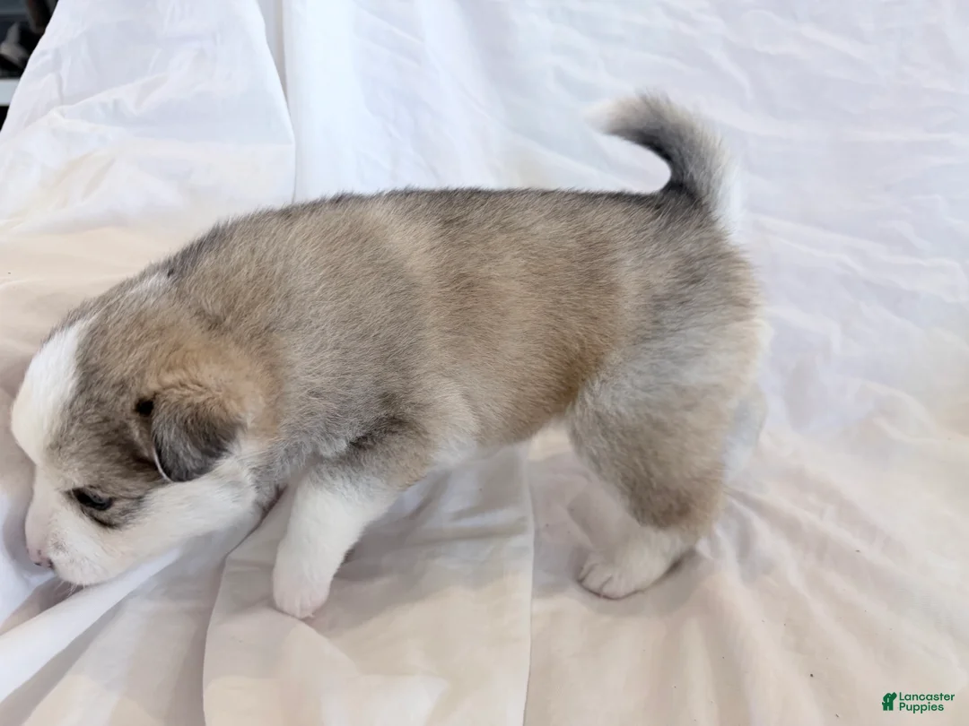 Pomsky dogs for sale: Hana - Ad 3