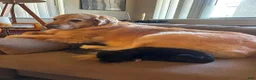 Goldador dogs for sale: Golden retriever/ Black Labrador Puppy 1 female  - Ad 2