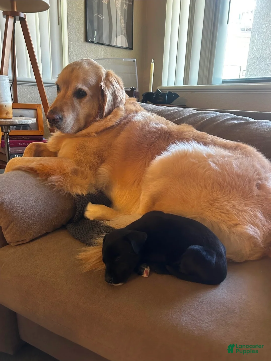 Goldador dogs for sale: Golden retriever/ Black Labrador Puppy 1 female  - Ad 2