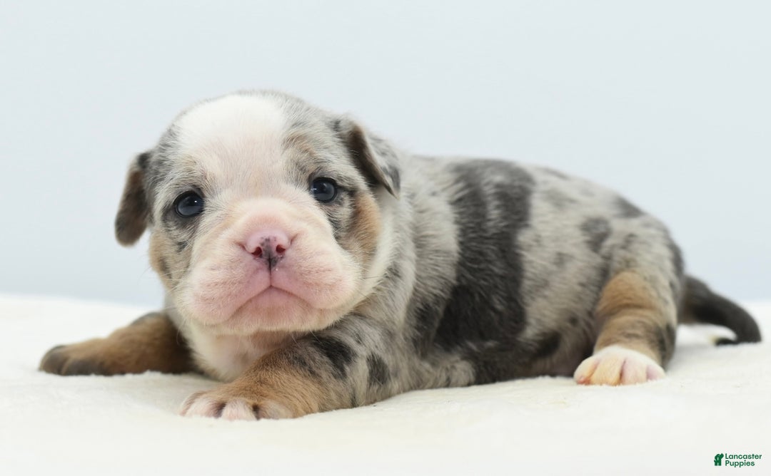 Mixed Breed dogs for sale: Aqua blue koi  - Ad 4