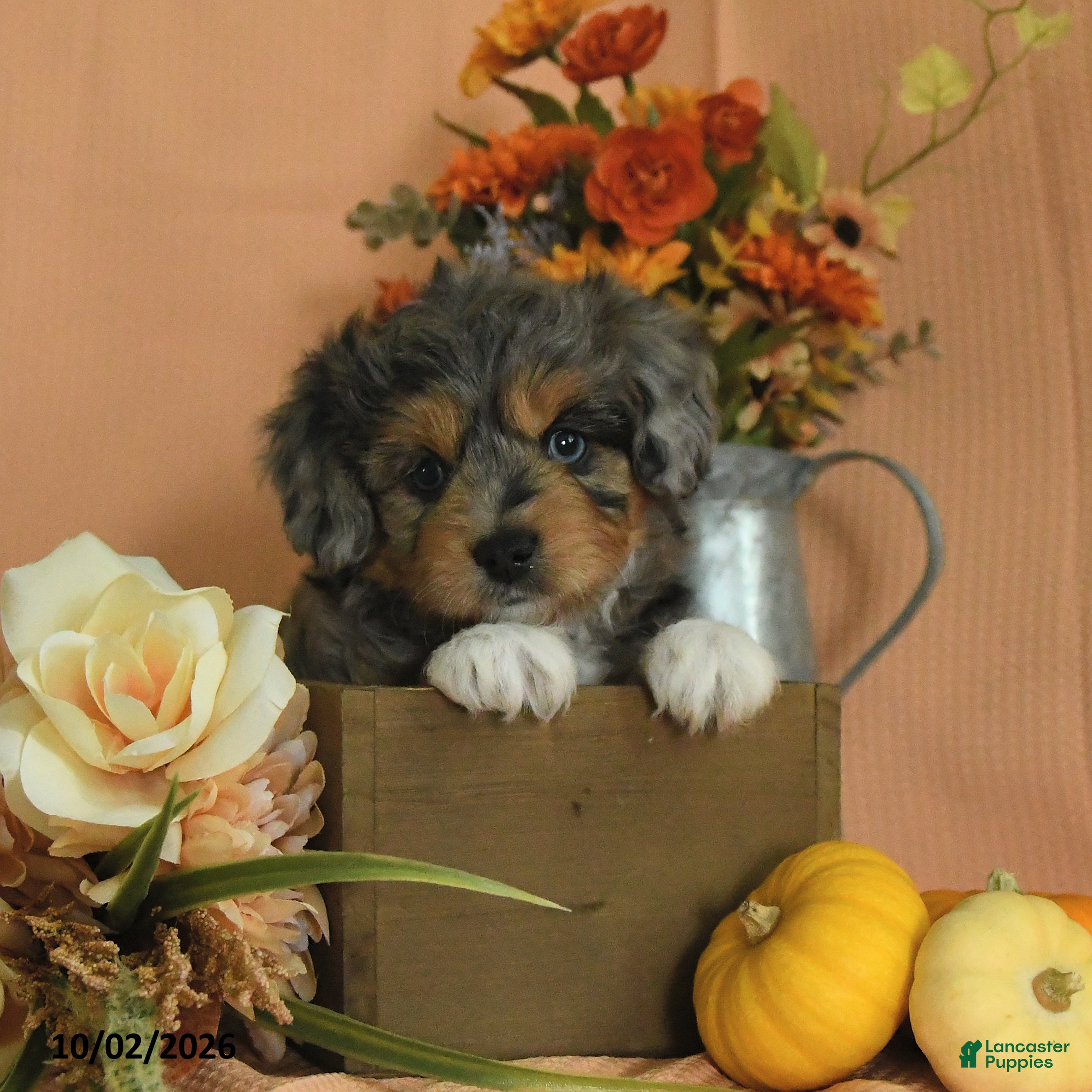 Mini Aussiedoodle dogs Lily - Ad 1