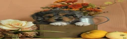 Mini Aussiedoodle dogs for sale: Lily - Ad 1