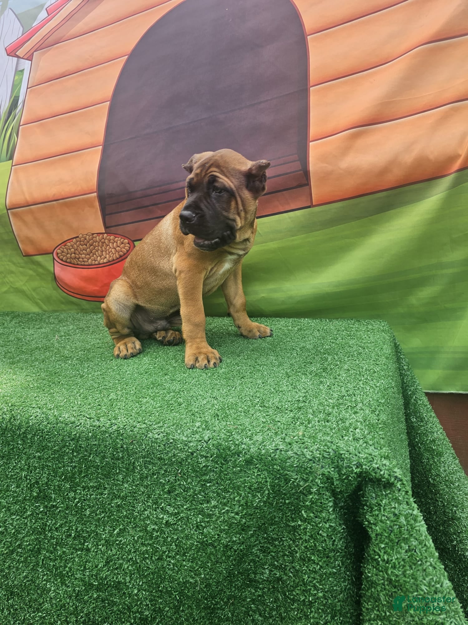 Cane Corso dogs MILO - Ad 1