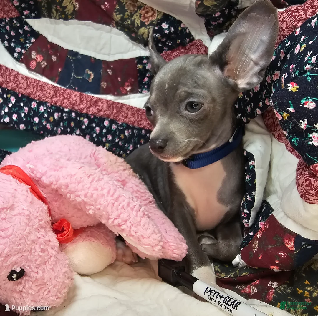 Chihuahua dogs for sale: Lancelot (Blue) - Ad 1