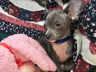 Chihuahua dogs Lancelot (Blue) - Ad 4