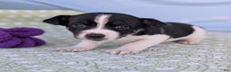 Rat Terrier dogs for sale: Pepper - Ad 8