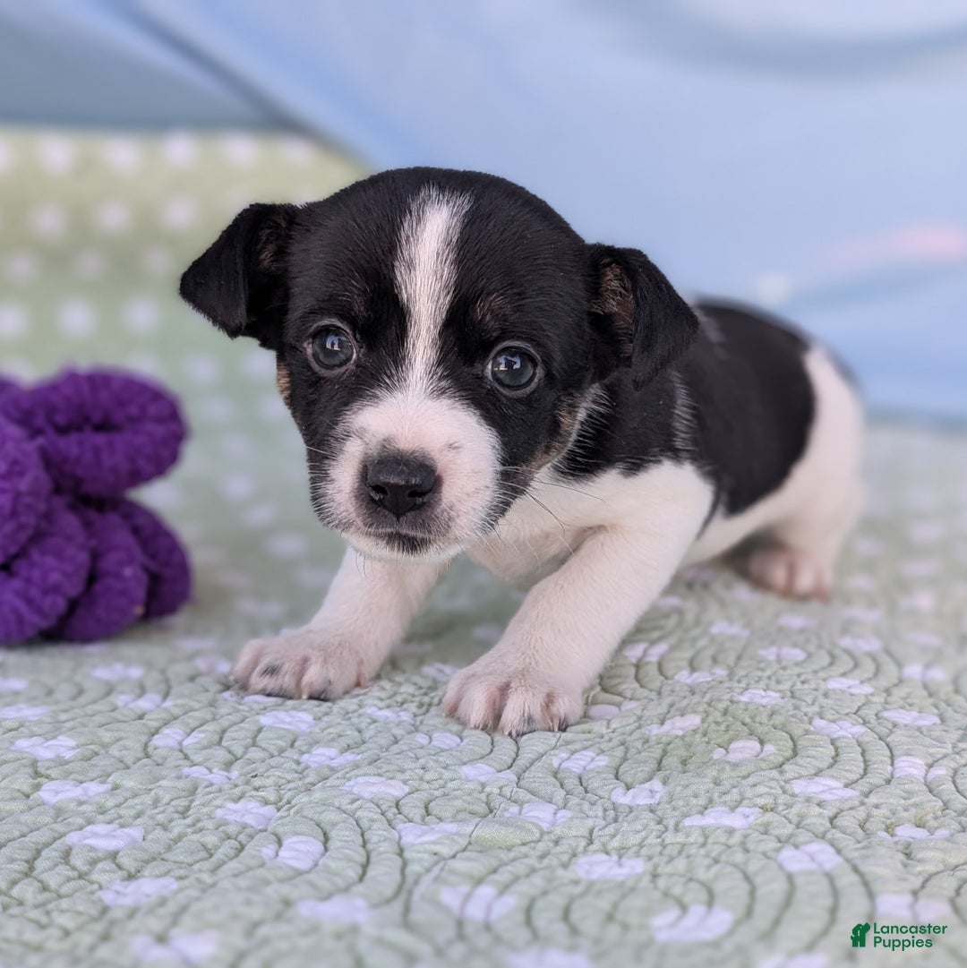 Rat Terrier dogs for sale: Pepper - Ad 8