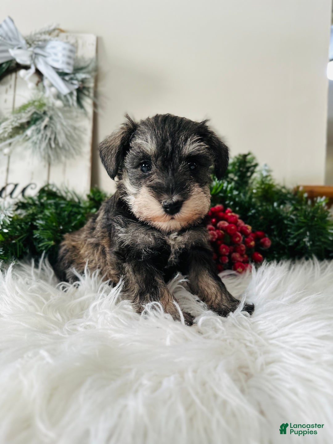Miniature Schnauzer dogs for sale: Lyla - Ad 8