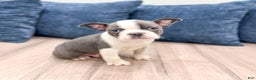 Frenchton dogs for sale: Watson - Ad 1