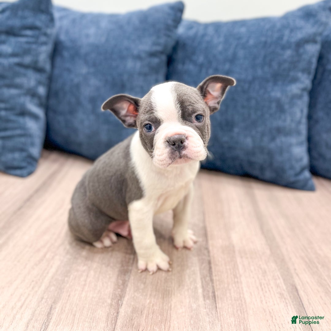 Frenchton dogs for sale: Watson - Ad 1