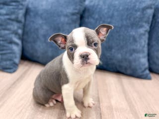 Frenchton dogs Watson - Ad 13