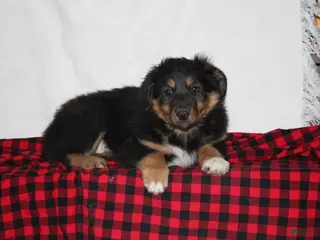 English Shepherd dogs Tommy - Ad 7