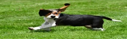 Beagle dogs for sale: Sandy - Ad 6