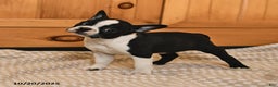 Boston Terrier dogs for sale: Maryssa - Ad 3