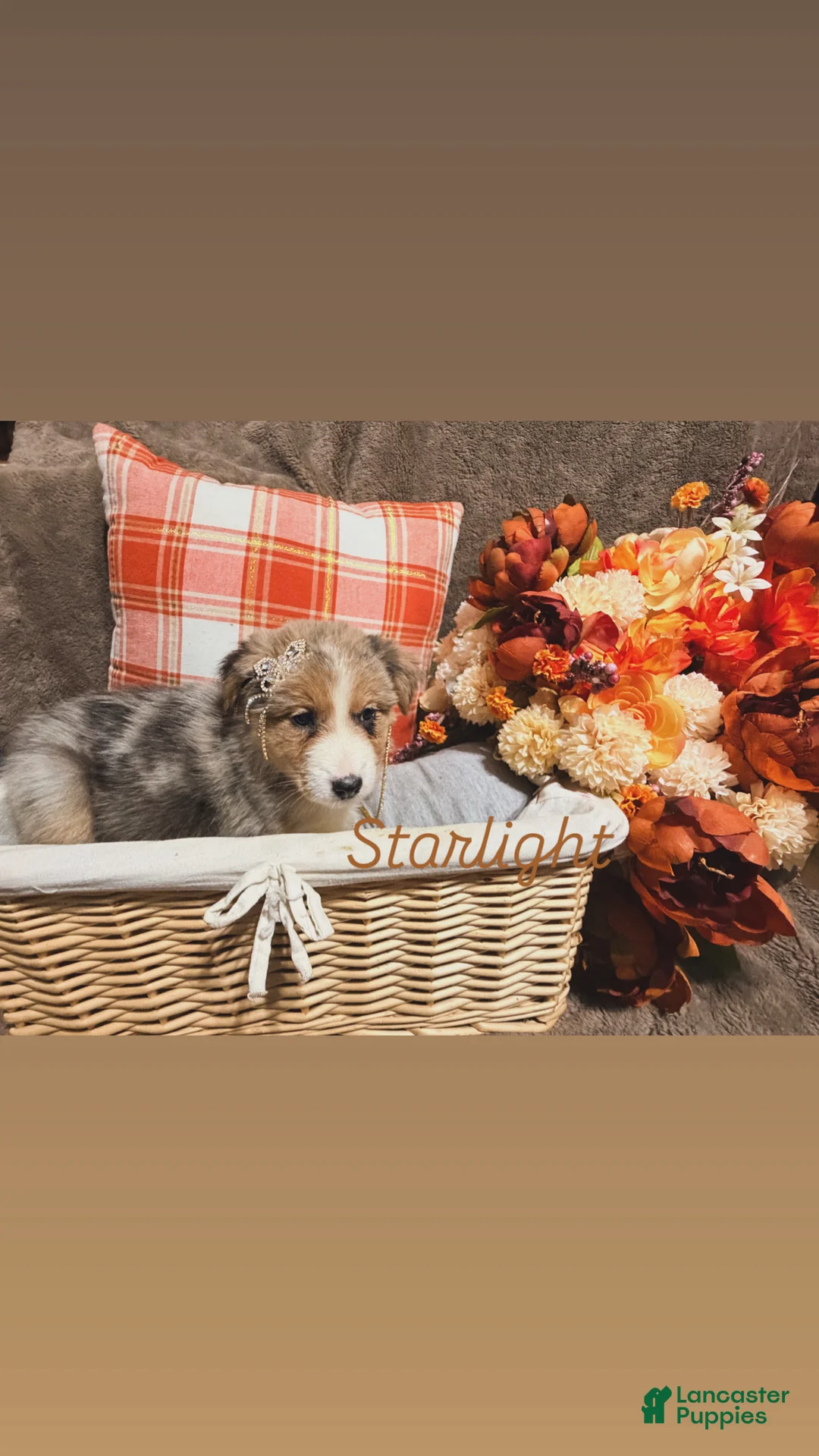 Australian Shepherd dogs for sale: Starlight  - Ad 2