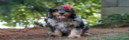 Cavapoo dogs for sale: Roxy - Ad 3