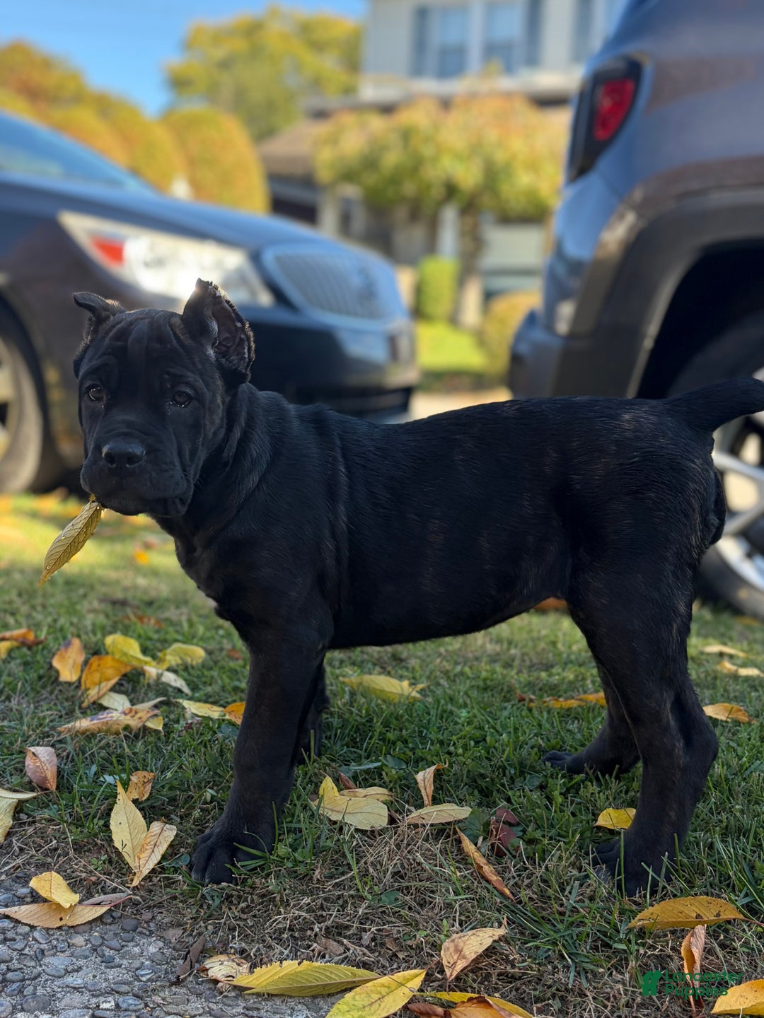 Cane Corso dogs for sale: Curry - Ad 5