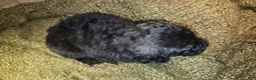 Goldendoodle dogs for sale: Gunner Goldendoodle Puppy 5 - Ad 4