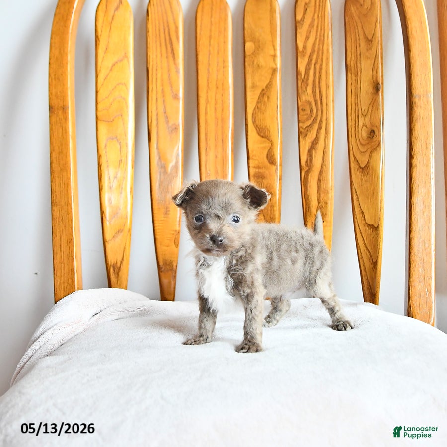 Pomapoo dogs Leo - Ad 2