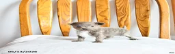 Pomapoo dogs for sale: Leo - Ad 2
