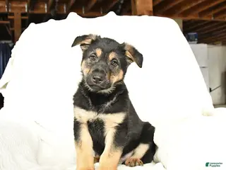 German Shepherd dogs for sale: Titan - Ad 2