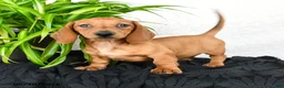 Miniature Dachshund dogs for sale: Woody - Ad 5