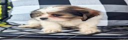 Mixed Breed dogs for sale: Sophie - Ad 3