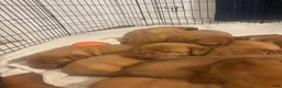Dogue De Bordeaux dogs for sale: Dogue De Bordeaux Puppy 5 - Ad 84