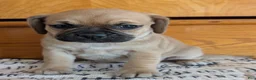 Puggle dogs for sale: Kevin  - Ad 11