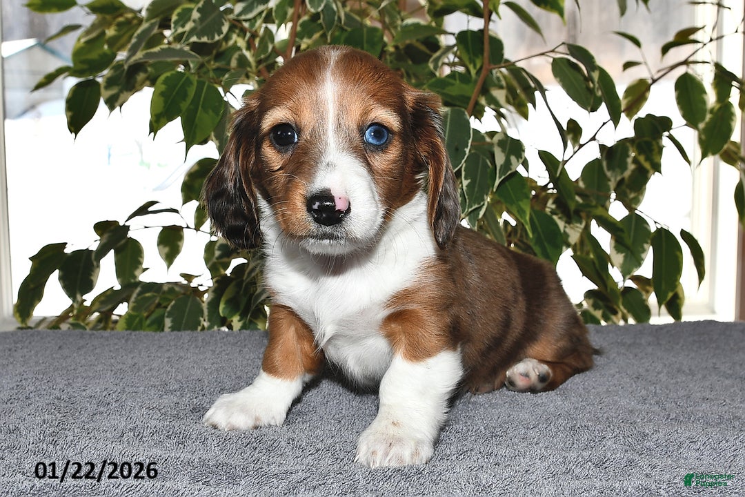 Miniature Dachshund dogs for sale: Millie - Ad 2