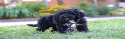 Bernedoodle dogs for sale: Denali - Ad 8