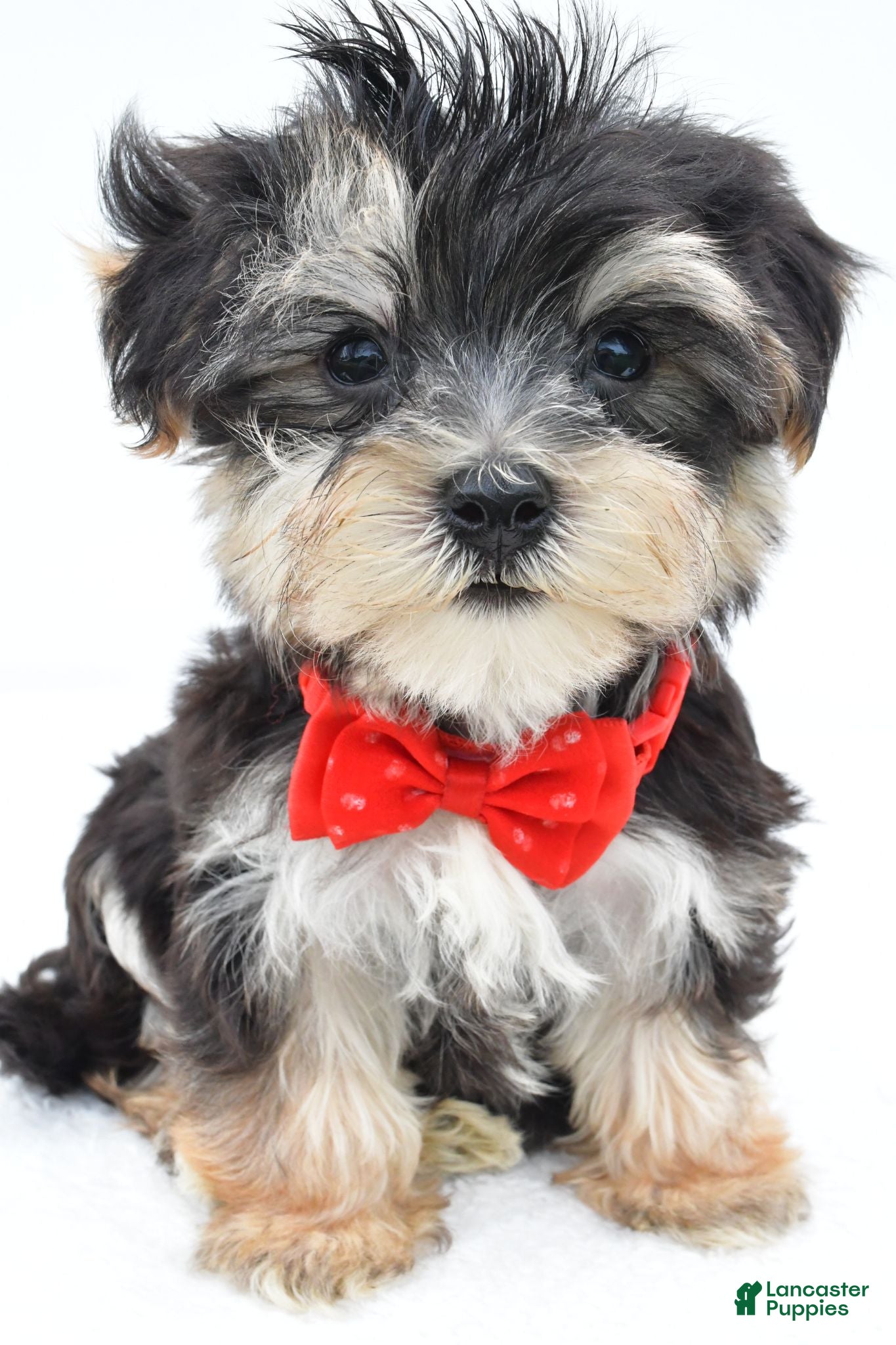 Morkie dogs Wilson - Ad 2