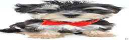 Morkie dogs for sale: Wilson - Ad 2