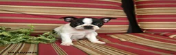 Boston Terrier dogs for sale: Naomi - Ad 5