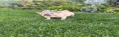 French Bulldog 5