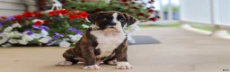 Boxer dogs for sale: Bentley - Ad 3