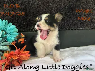 Welsh Corgi Pembroke dogs WV#1 - Ad 10