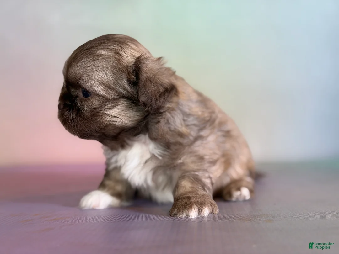 Pekapoo dogs for sale: Milky Way DNA tested parents - Ad 2