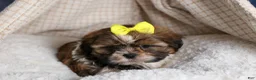 Shih Tzu dogs for sale: GISMO - Ad 10