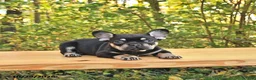 French Bulldog dogs for sale: Axel - Ad 3